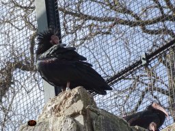 Tiergarten Schönbrunn am 12.03.2025